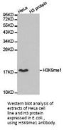 Histone H3K9me1 Antibody