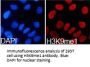 Histone H3K9me1 Antibody