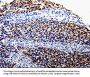 COX10 Antibody