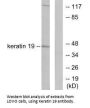 KRT19 Antibody