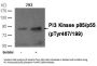 Phospho-PIK3R1/PIK3R3 (Tyr467/199) Antibody