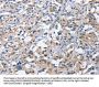 CEACAM3 Antibody
