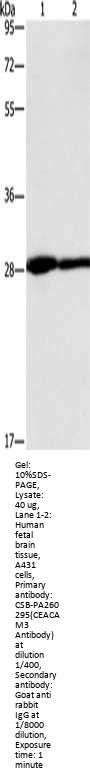 CEACAM3 Antibody