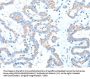 ADAM17 Antibody