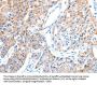 ADAM17 Antibody