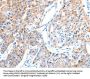 ADAM17 Antibody