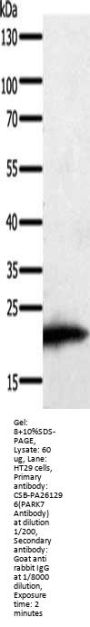 PARK7 Antibody