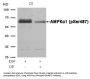 Phospho-PRKAA1/PRKAA2 (Ser487) Antibody