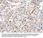 DUSP14 Antibody