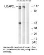 UBAP2L Antibody