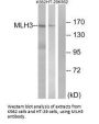 MLH3 Antibody