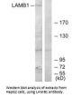 LAMB1 Antibody