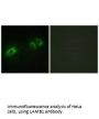 LAMB1 Antibody
