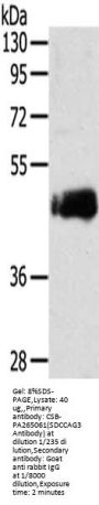 SDCCAG3 Antibody