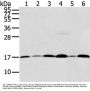 UBL4A Antibody
