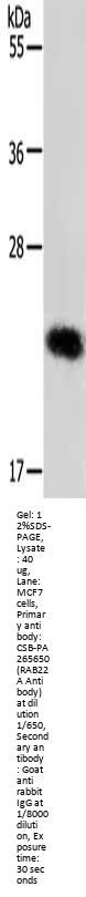 RAB22A Antibody