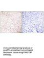EP300/CREBBP Antibody