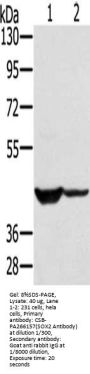 SOX3 Antibody