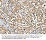 SGPL1 Antibody