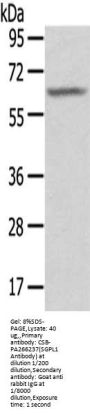 SGPL1 Antibody