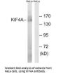 KIF4A Antibody