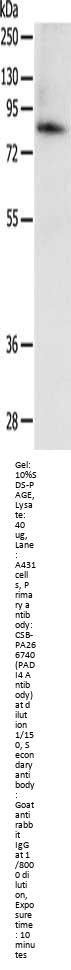 PADI4 Antibody