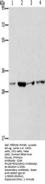 CDK2 Antibody