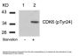 Phospho-CDK6 (Tyr24) Antibody