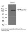 MET (Ab-154) Antibody