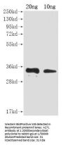 A27L Antibody