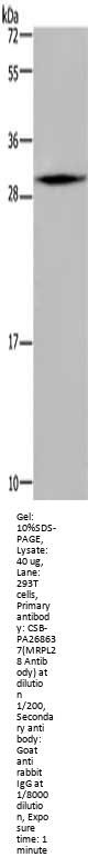 MRPL28 Antibody