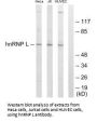 HNRNPL Antibody