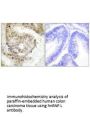 HNRNPL Antibody