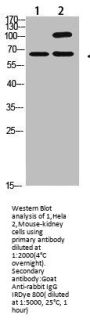COL13A1 Antibody