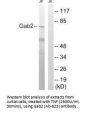 GAB2 (Ab-623) Antibody