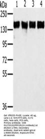 PPP1R12A Antibody