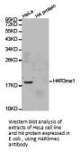Histone H4R3me1 Antibody