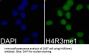 Histone H4R3me1 Antibody