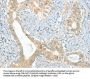 ACE Antibody
