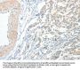 ACE Antibody