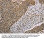 S100A6 Antibody