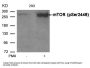 Phospho-MTOR (Ser2448) Antibody