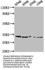 benC Antibody