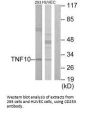 TNFSF10 Antibody