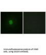 TNFSF10 Antibody