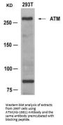 ATM (Ab-1981) Antibody