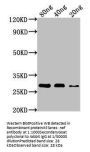 nef Antibody