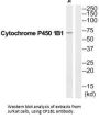 CYP1B1 Antibody