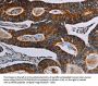 NDUFA4 Antibody