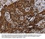 NDUFA4 Antibody